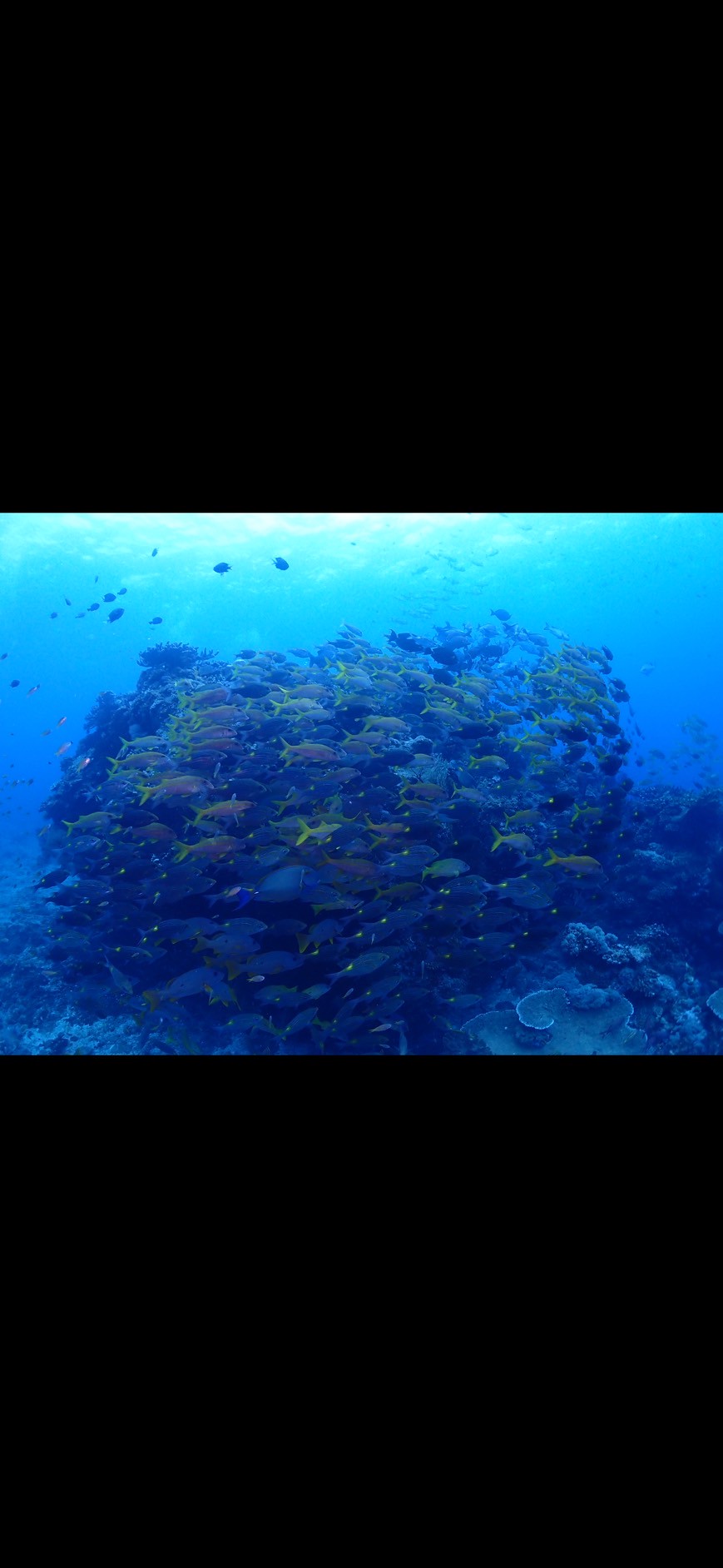 魚の群れ